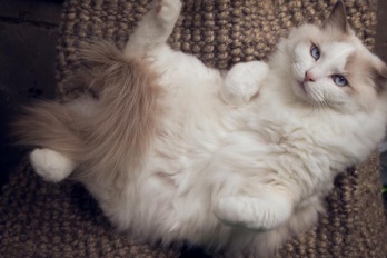 有哪些恢复清晰图片的软件