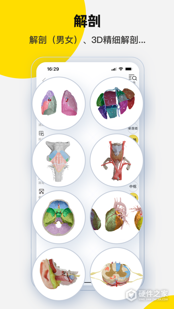 3DBody解剖