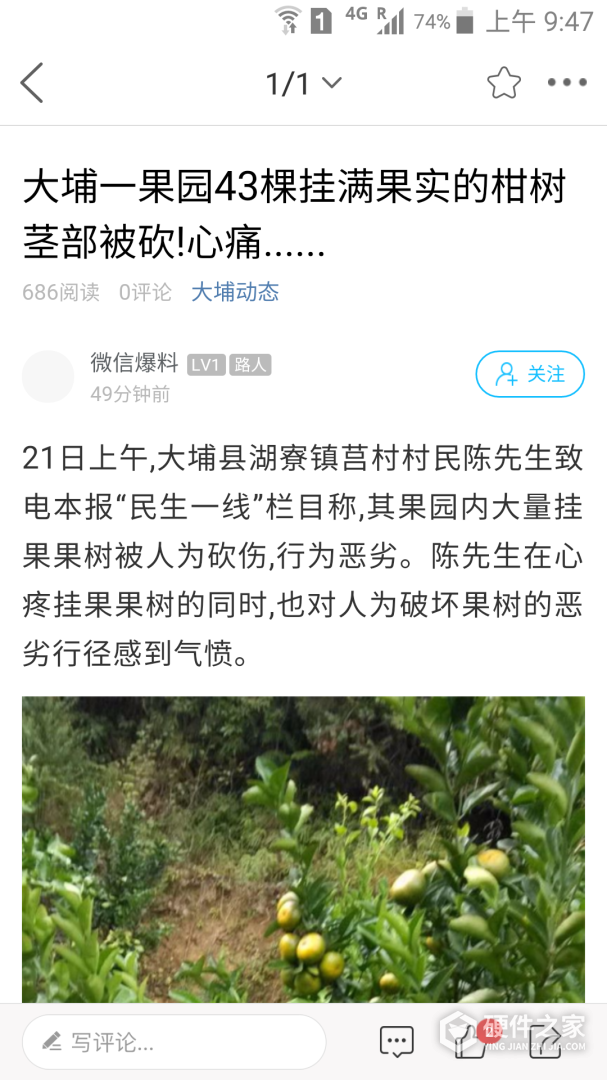 大埔网