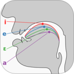 英语国际音标学习