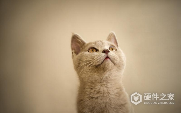 vivo保密柜照片被删找回方法有哪些