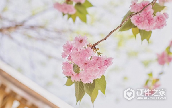 把遮挡的图片还原方式是什么