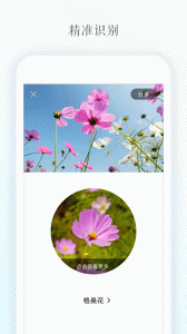 识花