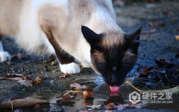 oppo没有备份的照片可不可以恢复