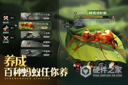 小小蚁国2023最新版