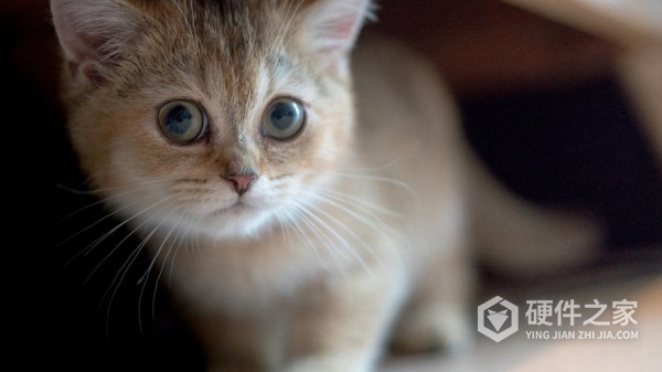 小米手机彻底删除的视频怎么恢复