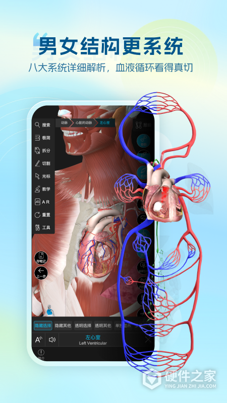 维萨里3D解剖