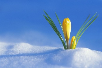 ssd删除的文件能恢复吗