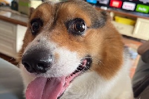 ios16抠图怎么发微信