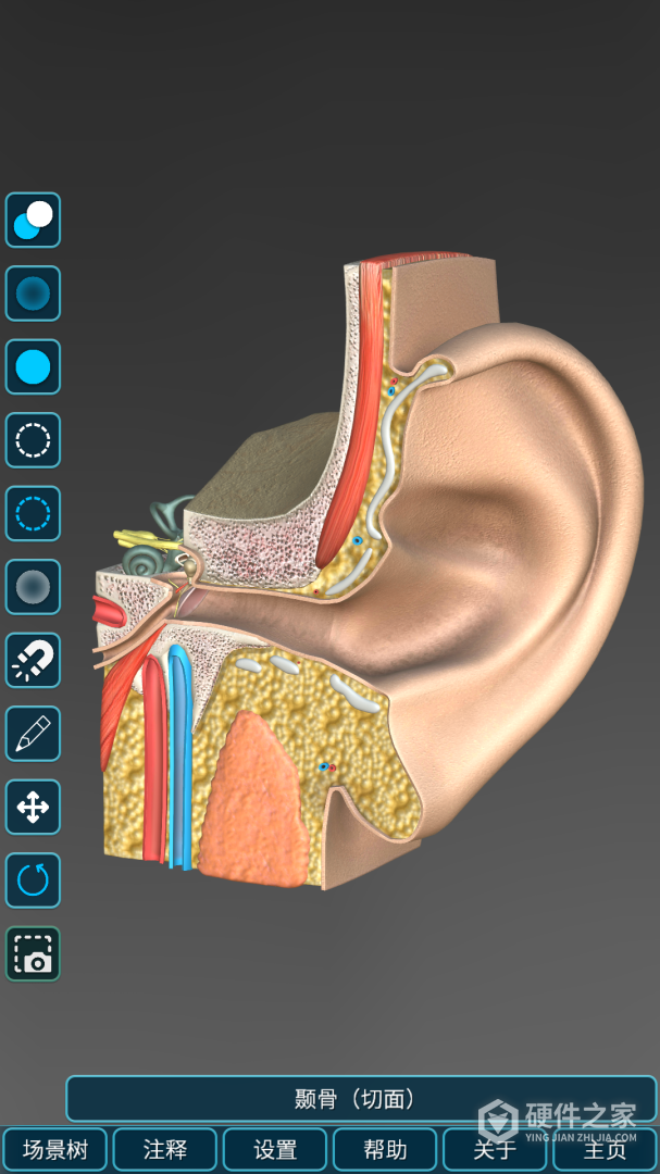 人体解剖学图集