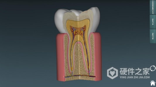 人体解剖学图集