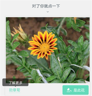 形色植物识别app
