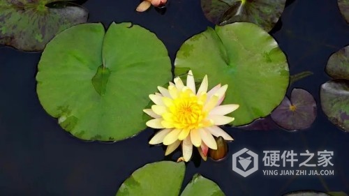 哪些软件可以修复模糊图片