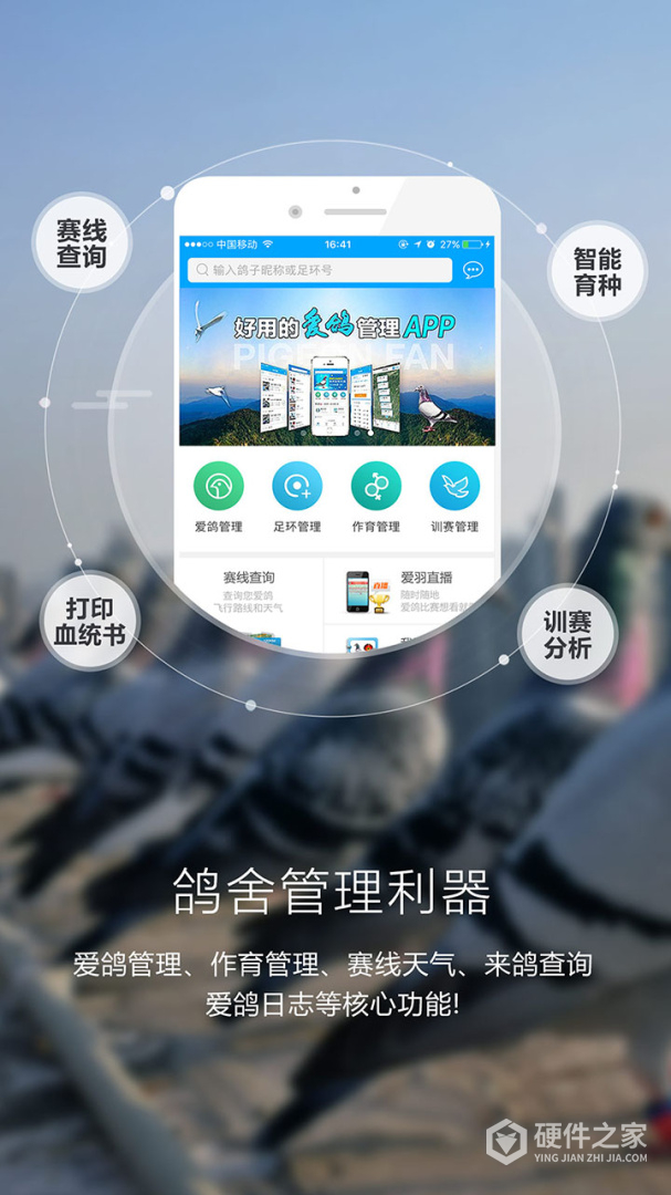 爱鸽者