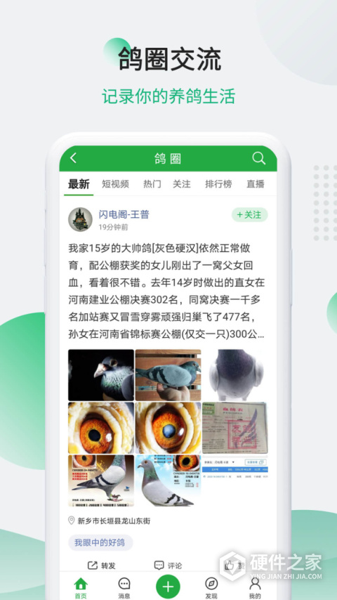 中国信鸽信息网app