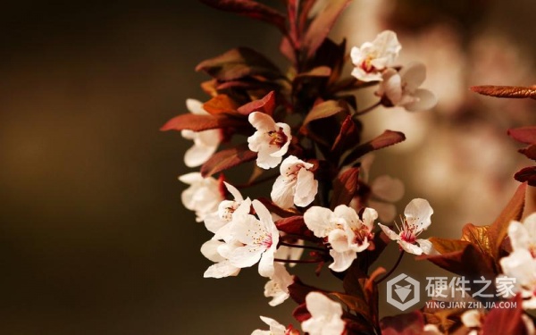 win11任务管理器快捷键打开方法