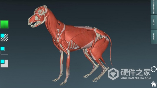 人体解剖学图集