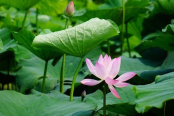 如何恢复损坏图片