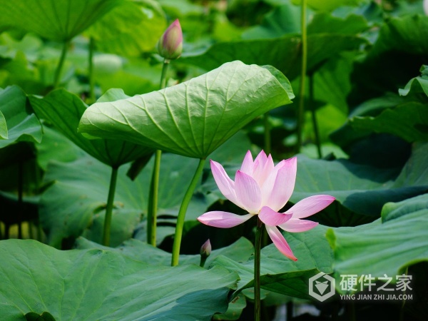 如何恢复损坏图片