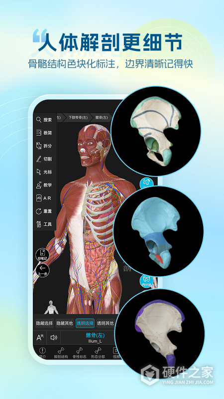 维萨里3D解剖