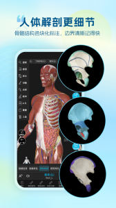 维萨里3D解剖