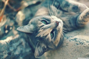 读卡器拔下来照片没了恢复方式