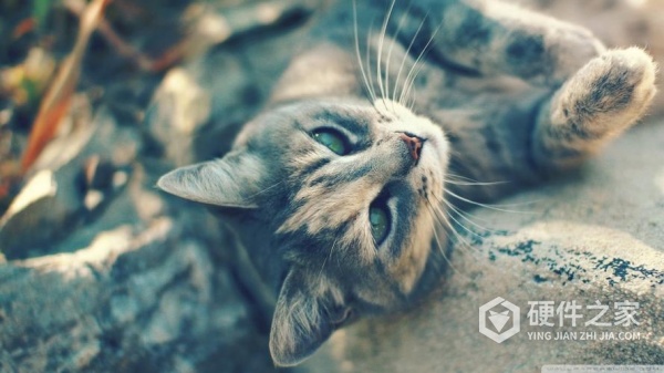 读卡器拔下来照片没了恢复方式