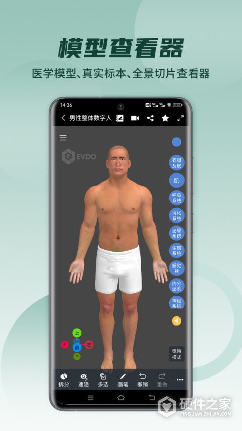 医维度解剖