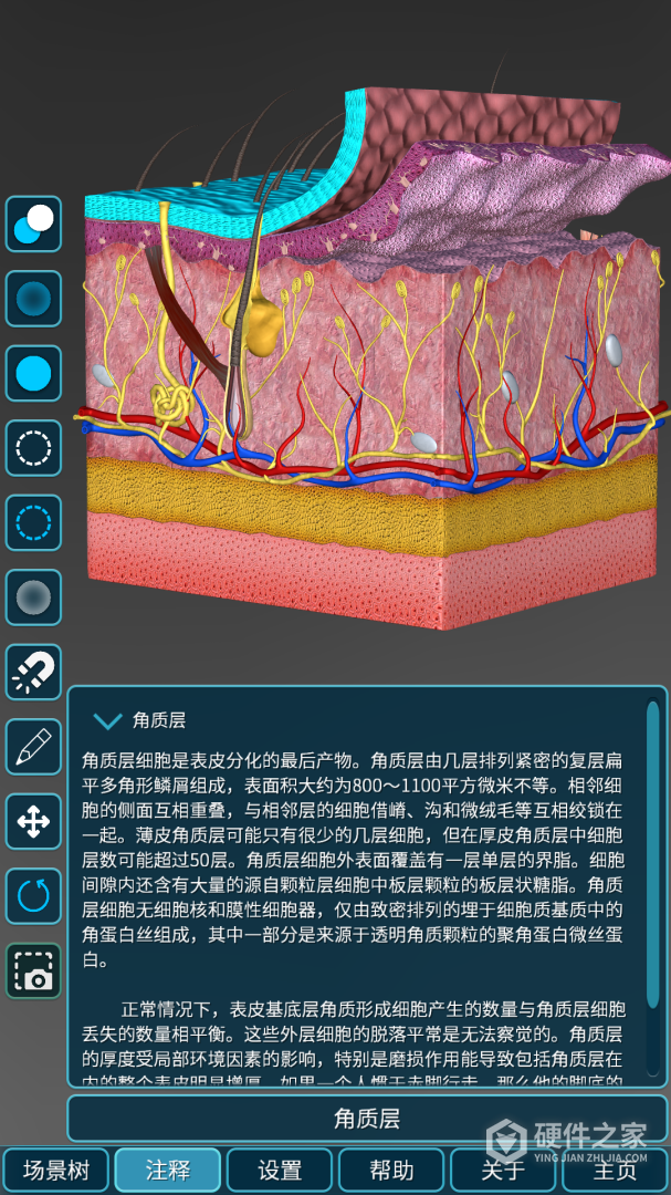 人体解剖学图集