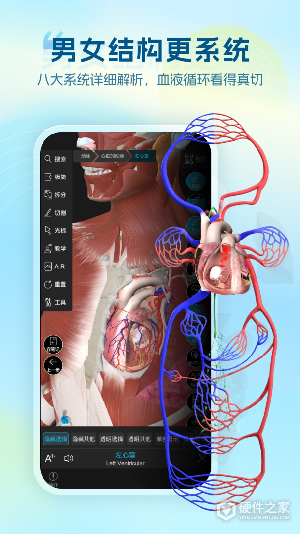 维萨里3D解剖