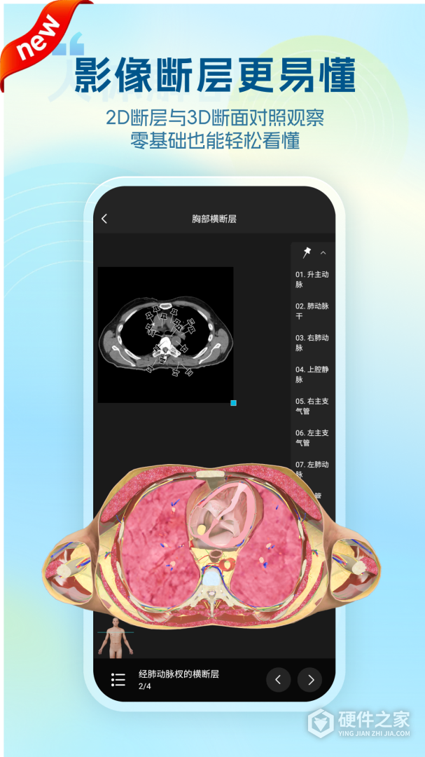 维萨里3D解剖