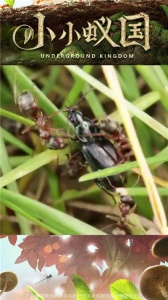 小小蚁国(3D蚂蚁题材)